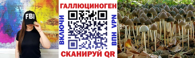 Псилоцибиновые грибы Psilocybe  Тара 